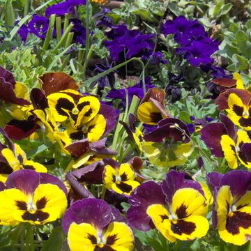 Heartsease