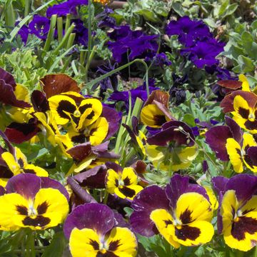 Viola tricolor