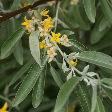 Elaeagnus angustifolia