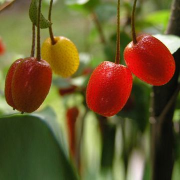 Elaeagnus multiflora