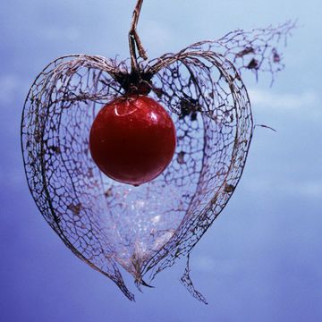 Physalis alkekengi