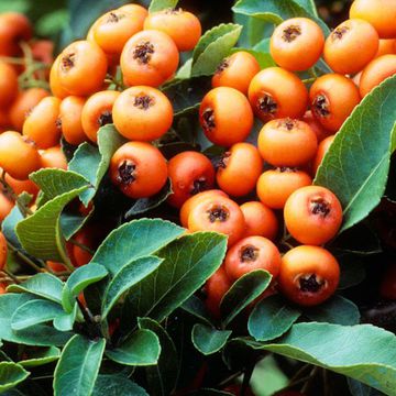 Pyracantha coccinea