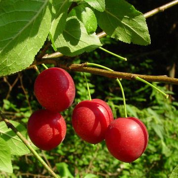 Prunus cerasifera