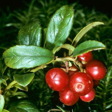 Arctostaphylos uva-ursi