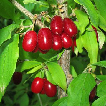 Cornus mas