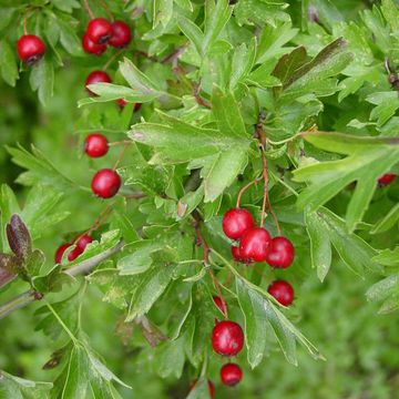 Crataegus laevigata