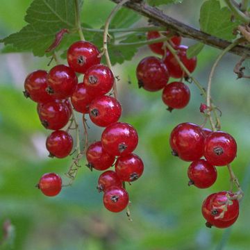 Ribes rubrum