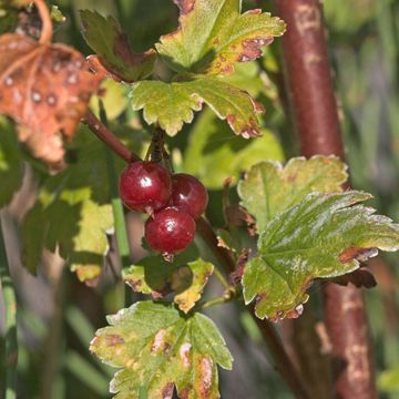 Alpine Currant