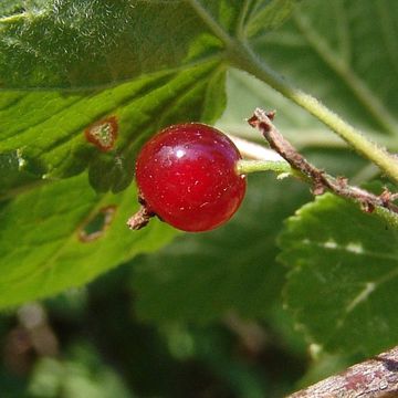 Ribes petraeum