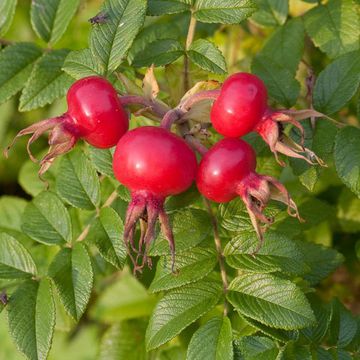 Rosa rugosa