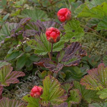 Rubus chamaemorus