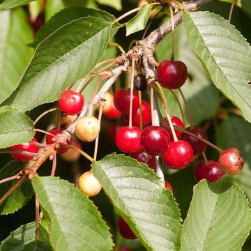 Prunus avium