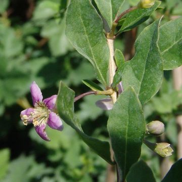 Lycium barbarum