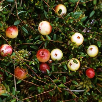 Vaccinium oxycoccos