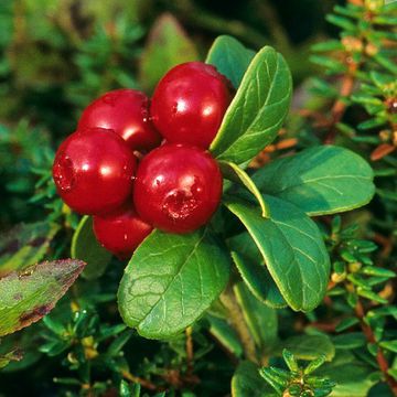 Vaccinium vitis-idaea