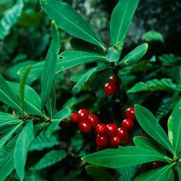 Daphne mezereum