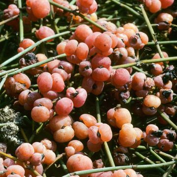 Ephedra distachya