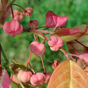 Spindle Tree (European)