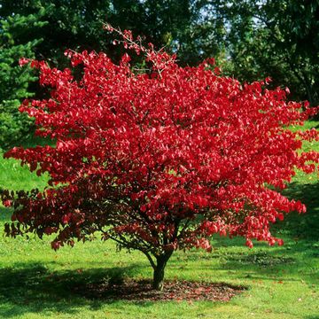 Euonymus alata