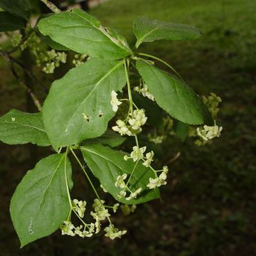 Breitblättriger Spindelbaum