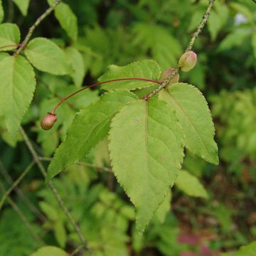 Warty Spindle Tree