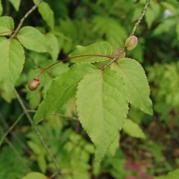 Euonymus verrucosa