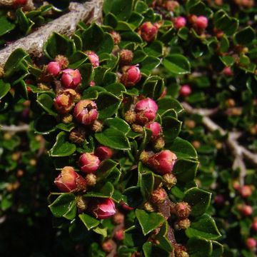 Rockspray Cotoneaster