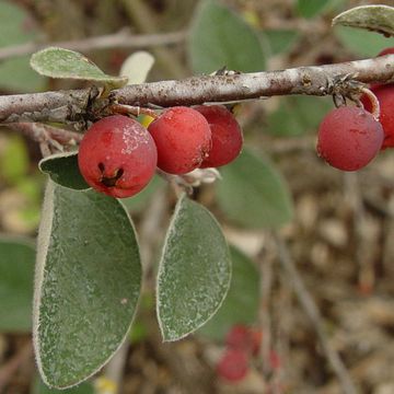 Cotoneaster (Common)