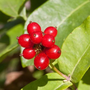 Lonicera periclymenum