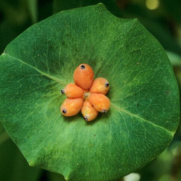 Garten-Geißblatt