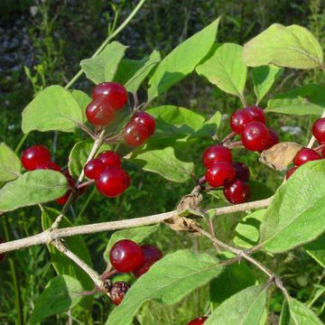 Lonicera xylosteum