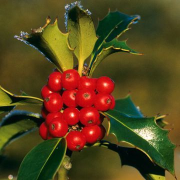 Holly (European)