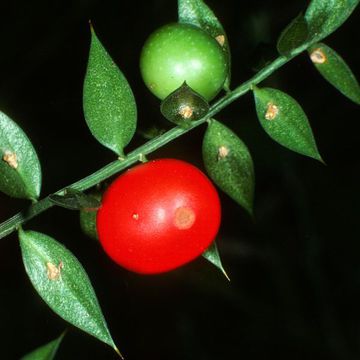 Stechender Mäusedorn