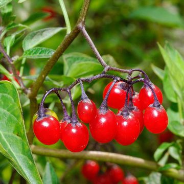 Bittersweet Nightshade