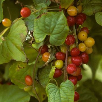 Black Bryony