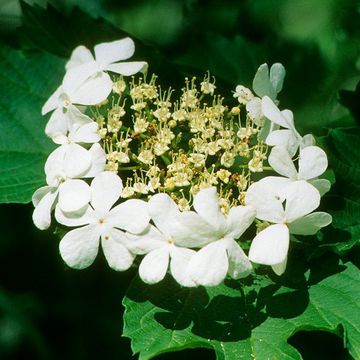 Viburnum opulus