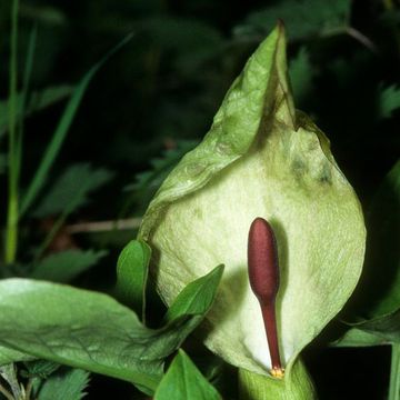 Wild Arum