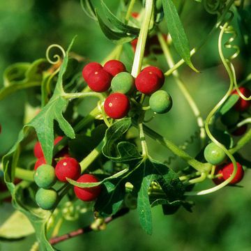 Red Bryony