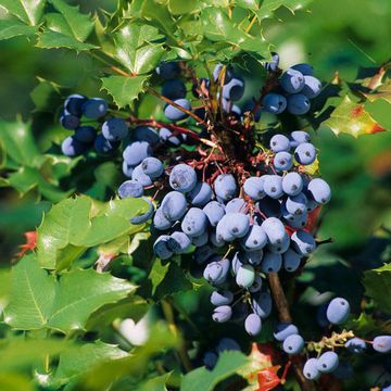 Mahonia aquifolium