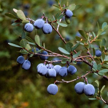 Bog Bilberry