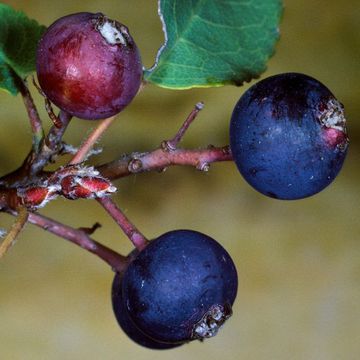 Amelanchier ovalis