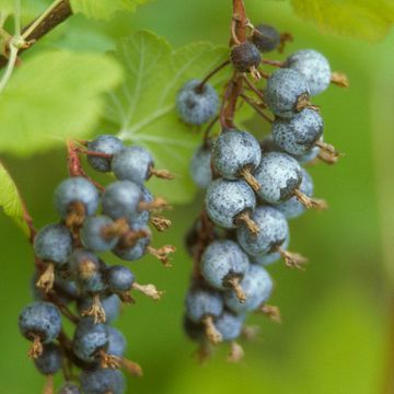 Red-flowering Currant