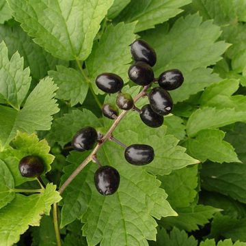 Actaea spicata