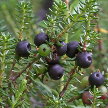 Crowberry (Common)