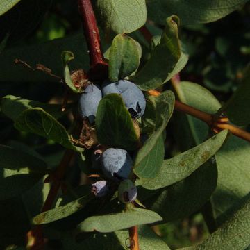 Blue-berried Honeysuckle