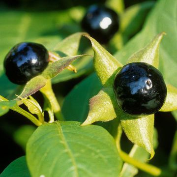 Atropa belladonna