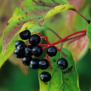 Cornus sanguinea