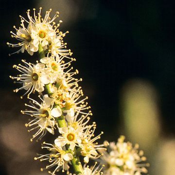 Prunus laurocerasus