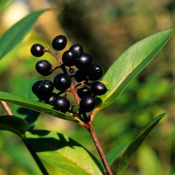 Ligustrum vulgare