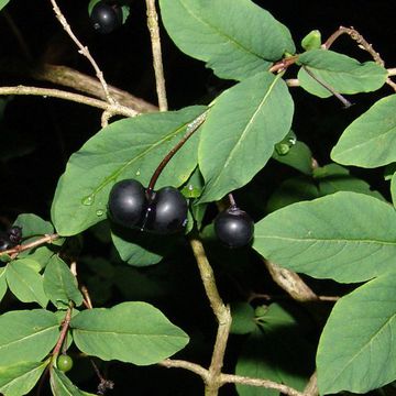 Black Honeysuckle